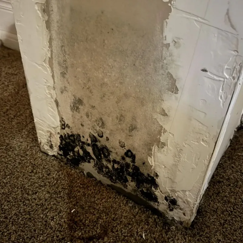 Professional Mold Removal in West Carthage, NY